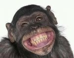 Monkey Smiling 22.jpg