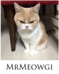 MrMeowgi.jpg