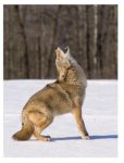 coyote-howling.jpg