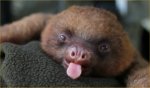 baby-sloth-with-a-big-yawn.jpg