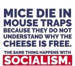 Mice die in traps.jpg