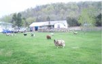 Havencroft Farm Jacob Sheep.jpg