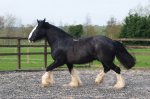 shire-horse.jpg