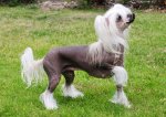 Chinese-Crested-AP-0W15GN-lc081512.jpg