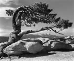 ansel adams 3.jpg