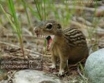 killerchipmunk.jpe