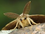 Gypsy-Moths.jpg