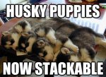 TOP-79-Funny-and-Cute-Puppies-Memes-11.jpg