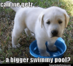 medium-cute-funny-puppy-meme-a-funny-meme-picture-of-a.png