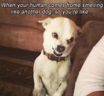 dog-meme-16.jpg