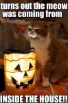 funniest-halloween-memes-cat.jpg