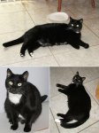 3ofTuxie.jpg