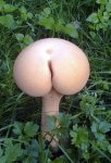 mushroom.jpg