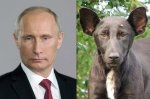 19-putin-dog.w529.h352.2x.jpg