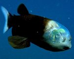barreleye.jpg