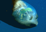 Loai-ca-cuc-ky-doc-dao-ca-mat-trong-Barreleye-fish.gif