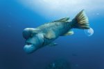 Barreleye-Fish3.jpg