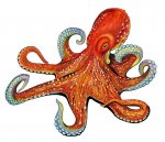 octopus3.jpg