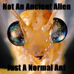 ANT NOT ALIEN.jpg