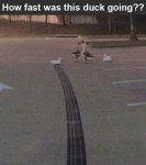 how fast was this duck going.jpg