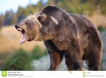 grizzly-bear-growling-27013210.jpg