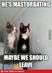 scared_cats-220733.jpg