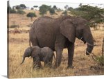 mother-and-baby-elephant,2104940.jpg