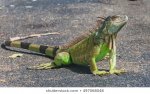 close-large-green-iguana-latin-260nw-497068048.jpg