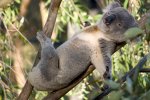 GP_Actu_syndrome%20postérieur%20mouillé%20koalas_icono.jpg