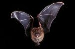 Bats-structures-organs-sound-frequencies-signals-contexts.jpg