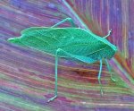 katydids-anglewing-300x248.jpg