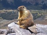 1200px-Marmot-edit1.jpg
