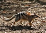 220px-Numbat.jpg