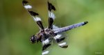 dragonfly-12-spot-AM20-Sitecore-Meta-1200x628.jpg