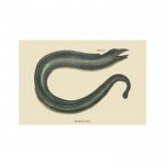 Moray+Eel+by+Catesby+Catesby+-+Graphic+Art+Print.jpg