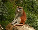 patas_monkey2.jpg