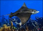 Eagle-Ray-on-the-Reef-PM.jpg