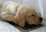 lab-pup-just-chillin.gif