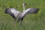 Wattled_crane_(Grus_carunculata)_displaying_wings.jpg Wattled_crane_(Grus_carunculata)_displaying_wings.jpg
