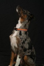 Catahoula_Leopard_Hound_Dog.jpg