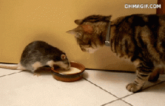 to cute.gif