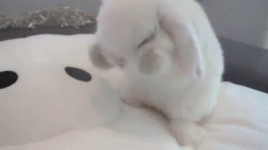 cute cun.gif