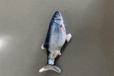 floppingfish4_2048x.gif