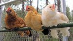 Bantams sitting pretty 2 mo.jpg