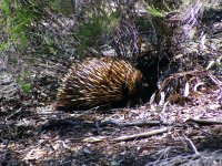 echidna.jpg