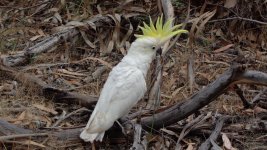 COCKATOO.jpg