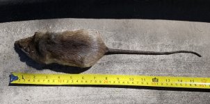Roof Rat 16x3 8 inch body and 8 inch tail.jpg