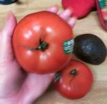 Big tomato.jpg