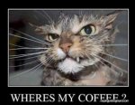 Funny_coffee_cat.jpg