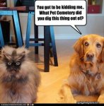 dog-hates-cat-funny-pictures1.jpg